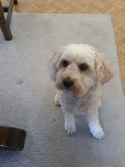 Huisdieren in de B&B