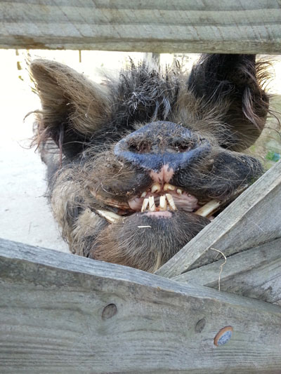 Huisdieren in de B&B