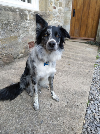 Huisdieren in de B&B