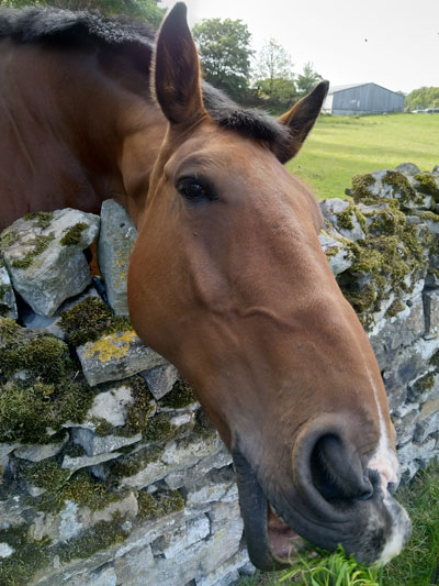 Huisdieren in de B&B