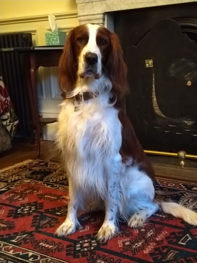 Huisdieren in de B&B