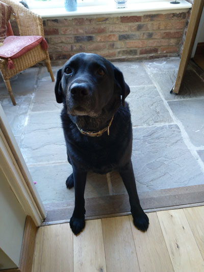 Huisdieren in de B&B