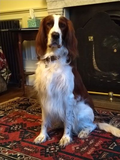 Huisdieren in de B&B