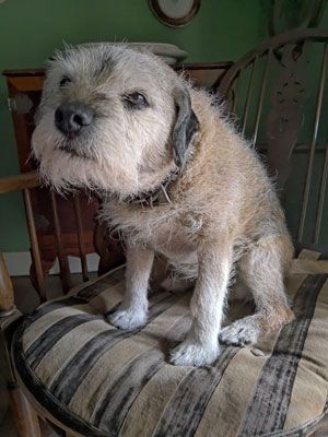 Huisdieren in de B&B