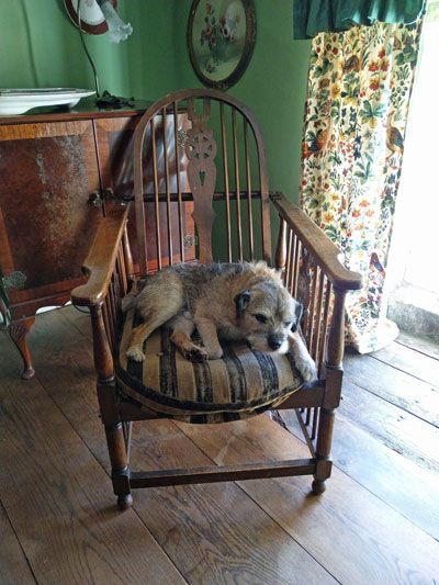 Huisdieren in de B&B